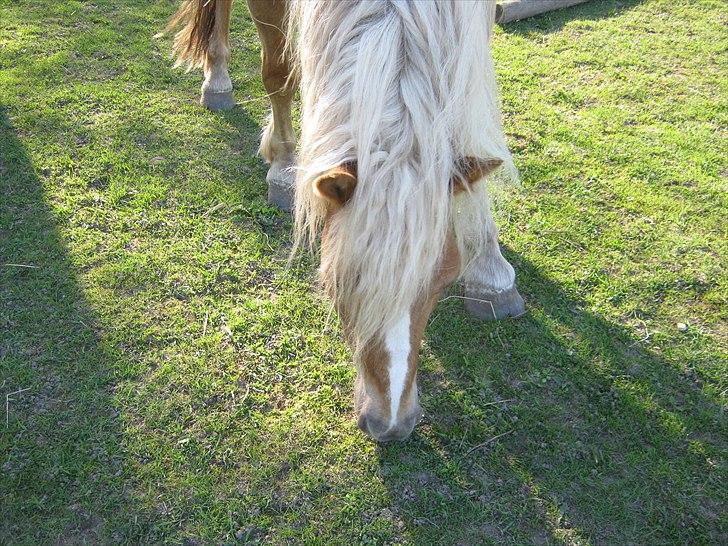 Haflinger Ginni af Kastanjegård billede 12