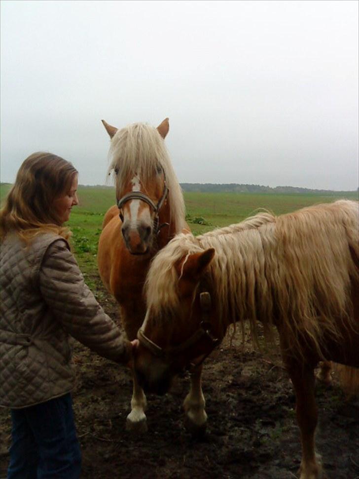 Haflinger Ginni af Kastanjegård - Foto: jose<3 billede 13