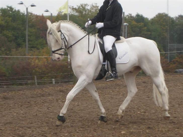 Palomino klepholms kara mello  (solgt) billede 5