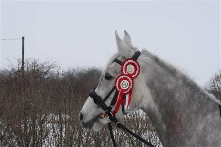 Anden særlig race Silver (Stampe) - I Djursland q; Han var SKØØØN ! 8D  billede 20