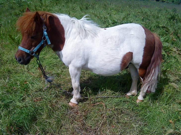 Shetlænder Trold billede 1