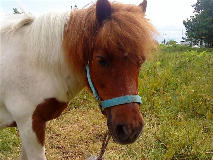 Shetlænder Trold billede 2