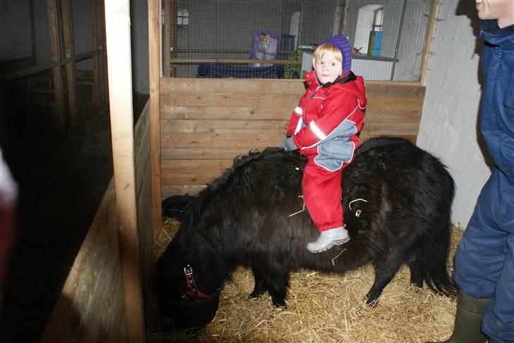 Shetlænder Frk. Fie - Emma på Frk. Fie billede 18