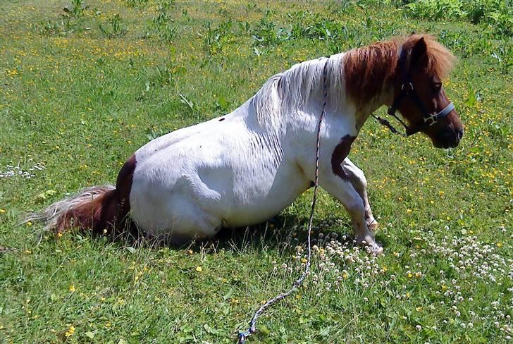 Shetlænder Trold billede 3