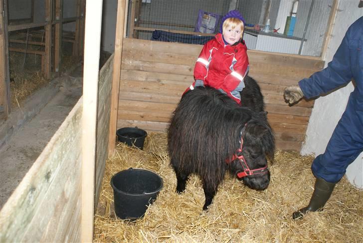 Shetlænder Frk. Fie - Niece Emma på Frk Fie billede 19