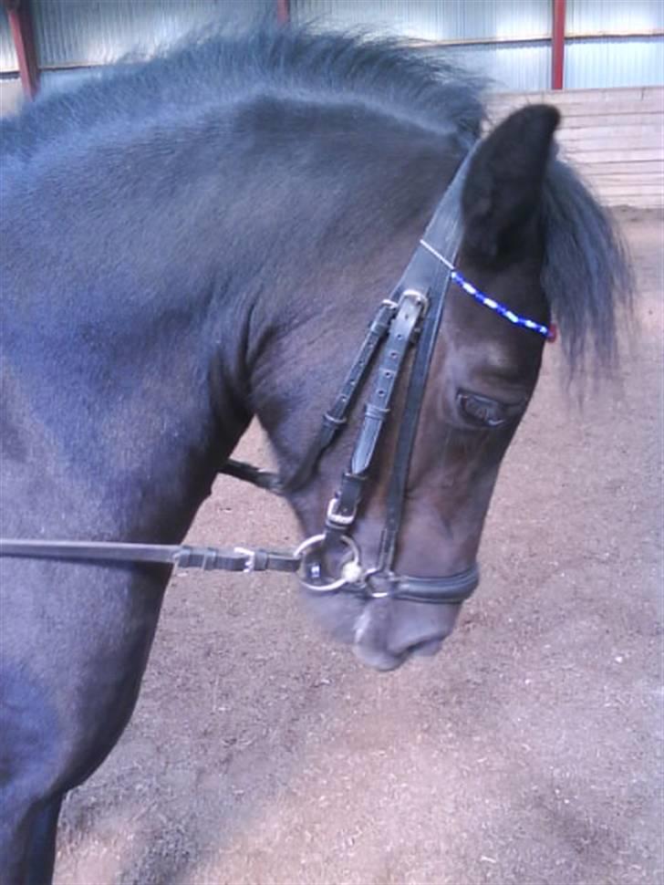 Anden særlig race FREJA billede 17