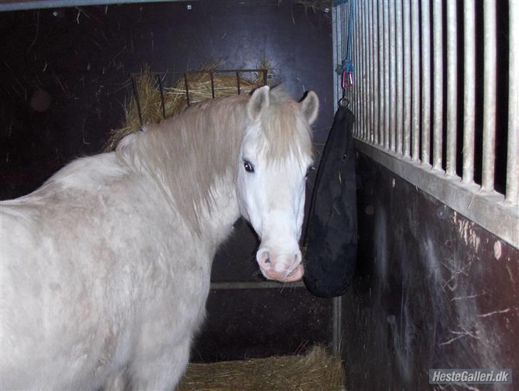 Welsh Pony (sec B) Samson (for altid savnet) billede 19