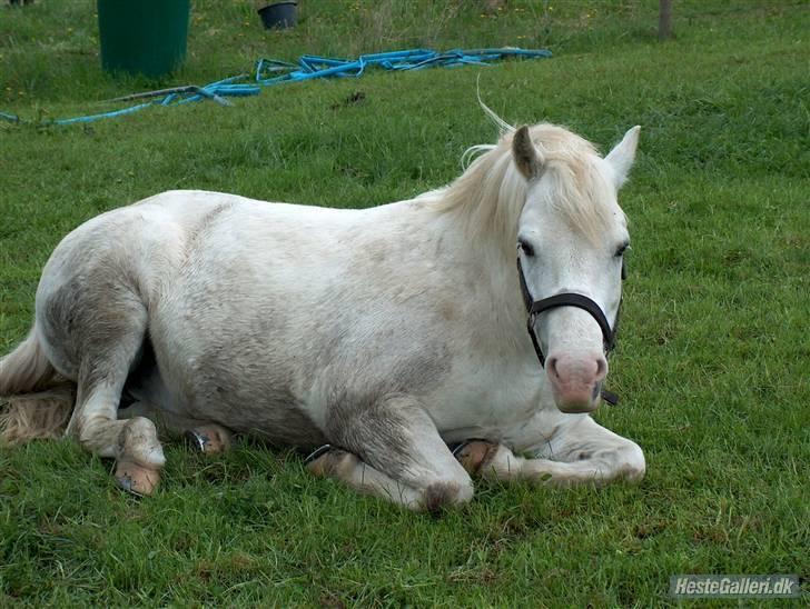 Welsh Pony (sec B) Samson (for altid savnet) billede 20