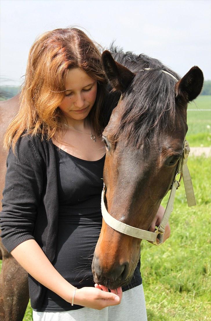 Dansk Varmblod Michado - Velkommen til Michado´s profil! :) *billedet må ikke kopieres* billede 1