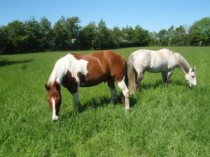 Pinto Kasho billede 14