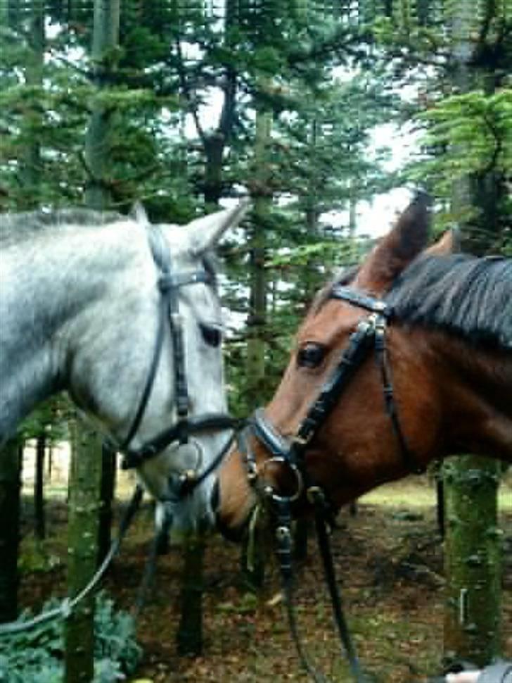 Anden særlig race Gipsy - Så nysser vi lige. billede 14
