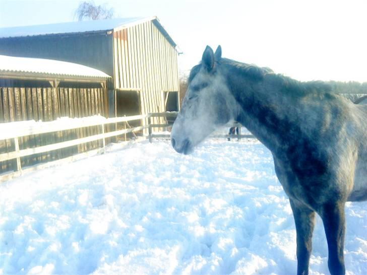Anden særlig race Gipsy - det er dejligt med lidt sol billede 13