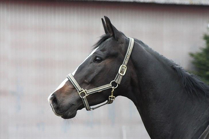 Dansk Varmblod Pointsprings Maddison - Velkommen til Maddi´s profil <3  billede 1