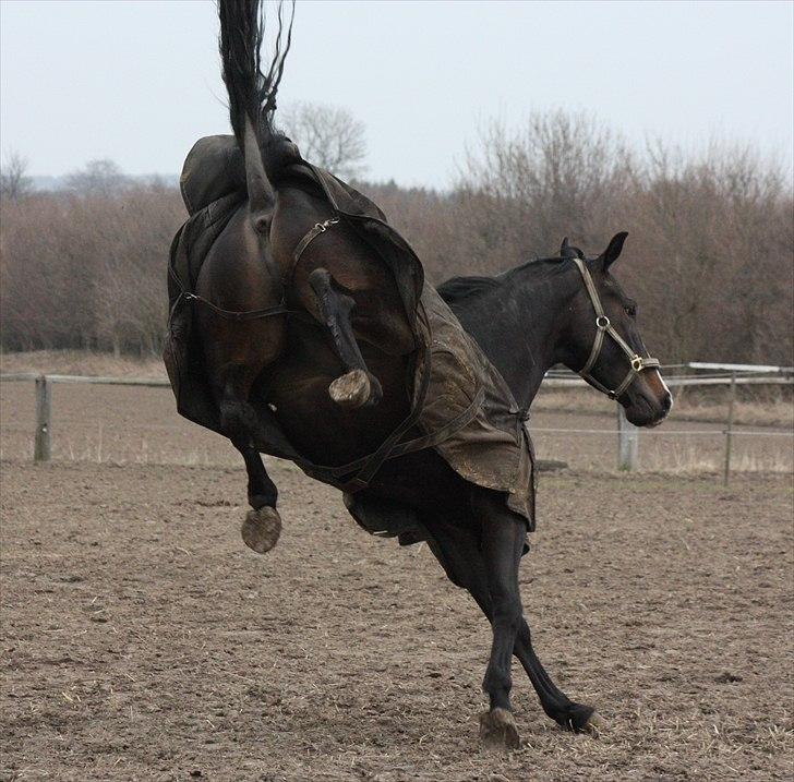 Dansk Varmblod Pointsprings Maddison - Maddison på fold for første gang efter sit nyreslag! :D 1/4-2011 billede 3