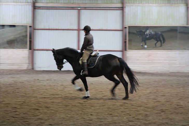 Dansk Varmblod Pointsprings Maddison - Maddi i tilridning <3 billede 4