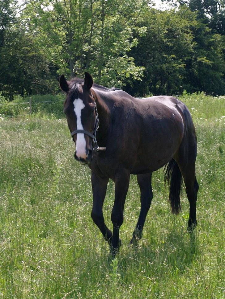 Dansk Varmblod Pointsprings Maddison - Maddi d. 25.06.2010. billede 5