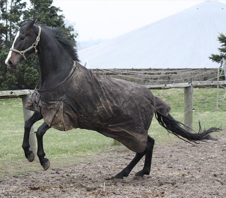 Dansk Varmblod Pointsprings Maddison - En meget glad hest d. 1/4-2011. billede 6