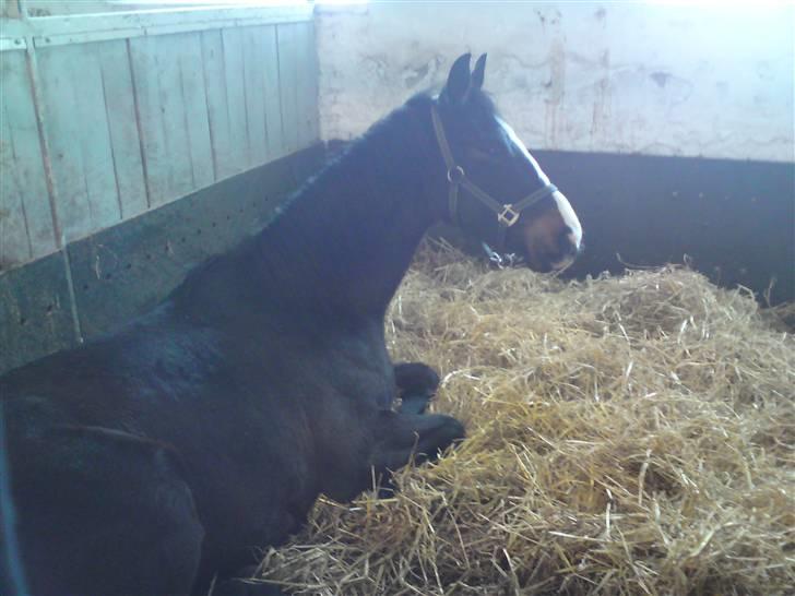 Dansk Varmblod Pointsprings Maddison - Maddi i boksen på Bels, taget d. 27/2-2010. billede 7