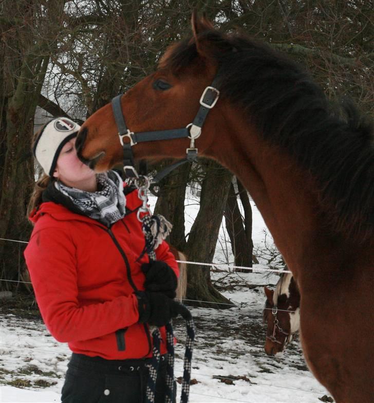 Dansk Varmblod Skovbogaards Camilo billede 14