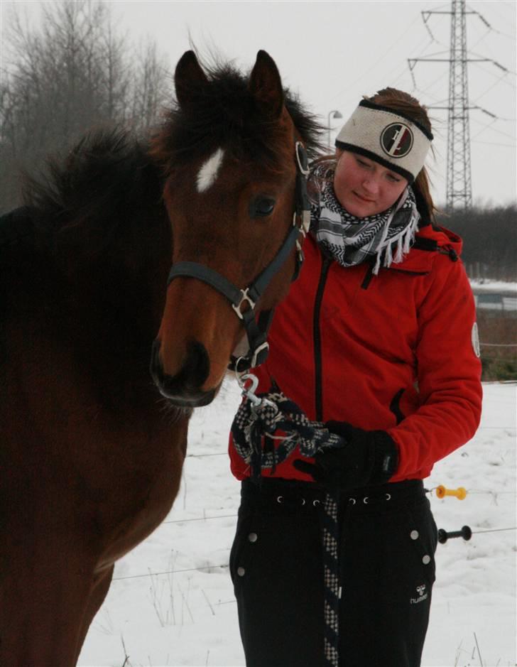 Dansk Varmblod Skovbogaards Camilo billede 16