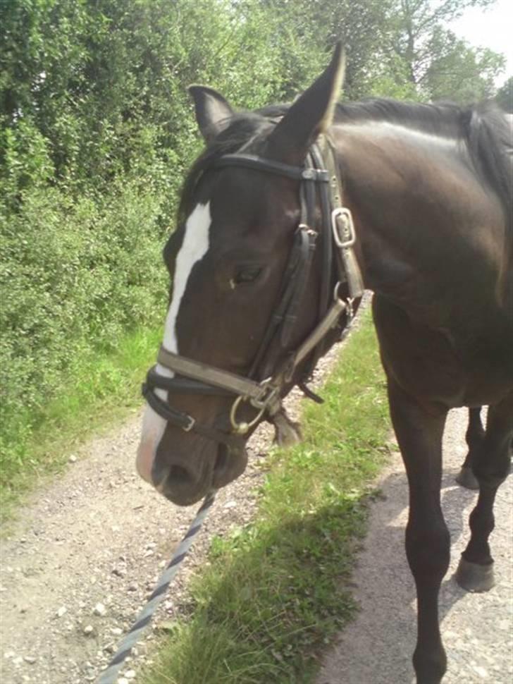 Dansk Varmblod Pointsprings Maddison - Første gang med trense, tog det imponerende pænt <3 billede 9