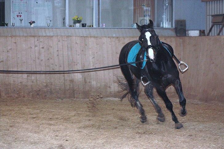 Dansk Varmblod Pointsprings Maddison - Tid til longering! :D billede 10