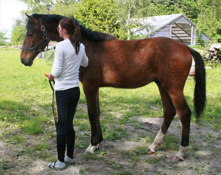 Dansk Varmblod Skovbogaards Camilo billede 17