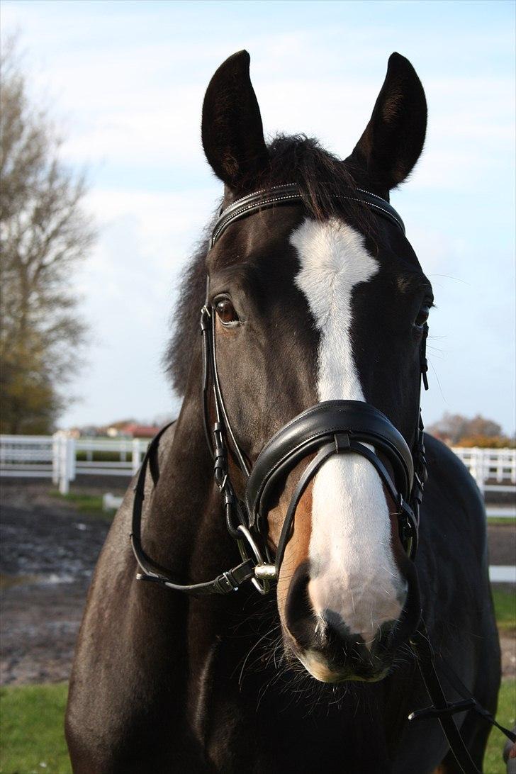 Dansk Varmblod Pointsprings Maddison - NYT 3/11-2010. Han er ved at blive så stor! billede 11