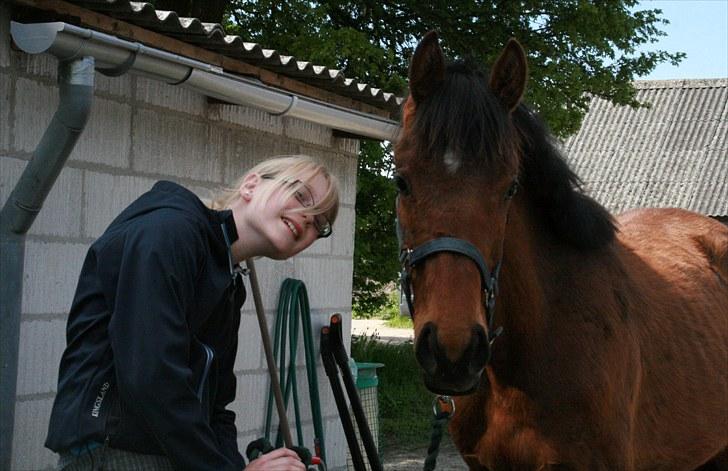 Dansk Varmblod Skovbogaards Camilo billede 19