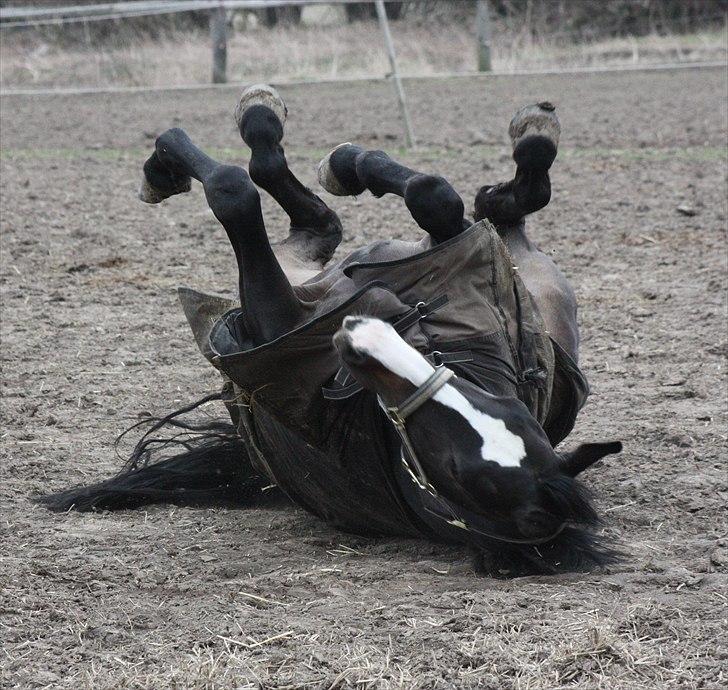 Dansk Varmblod Pointsprings Maddison - Rullende Maddi!! <3 1/4-2011. billede 13