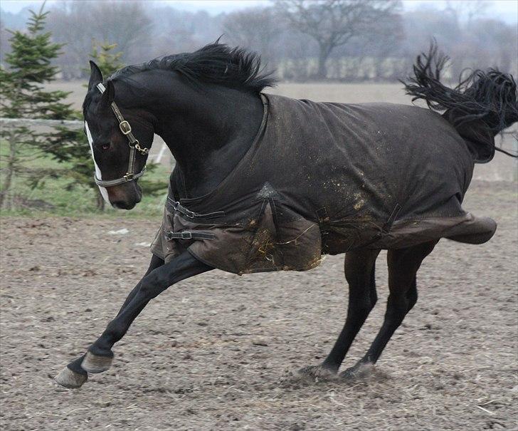 Dansk Varmblod Pointsprings Maddison - Vild hest! 1/4-2011. billede 14