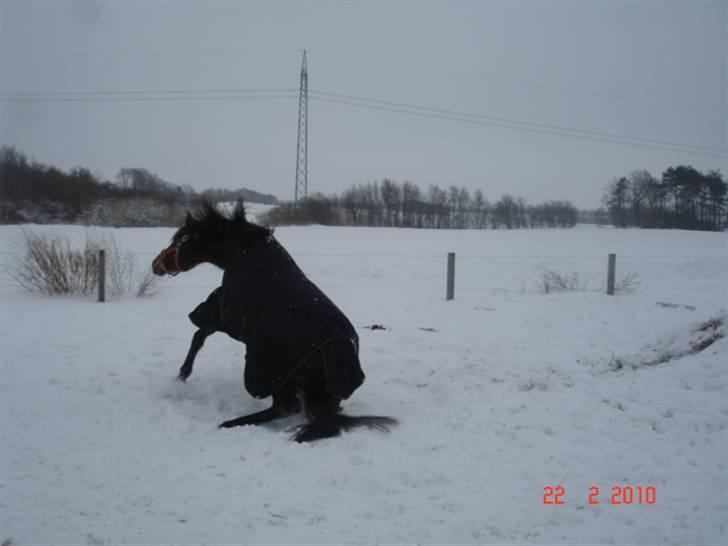 Dansk Varmblod Gladi billede 15