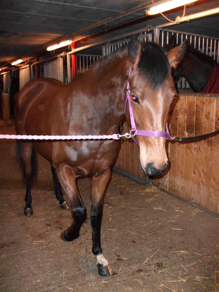 Anden særlig race Estonie - 16. billede 16