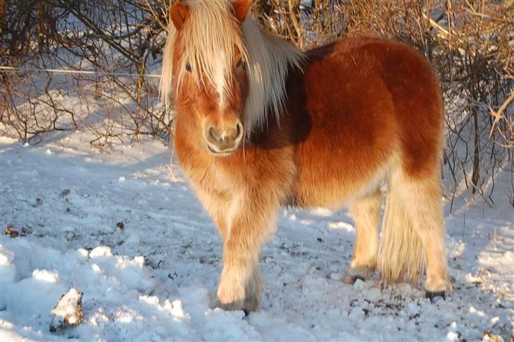 Shetlænder Batman Junior billede 17