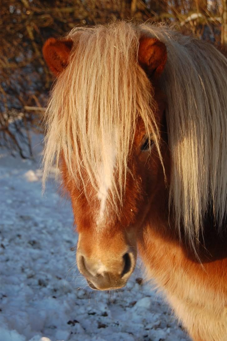 Shetlænder Batman Junior billede 18