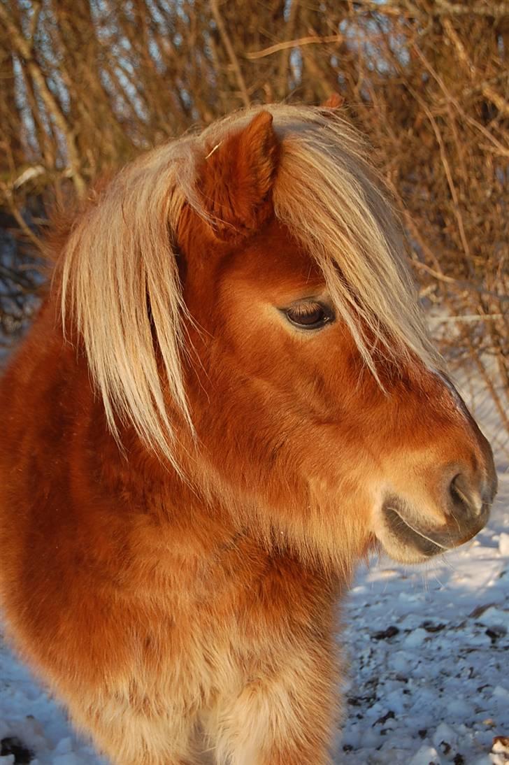 Shetlænder Batman Junior billede 19