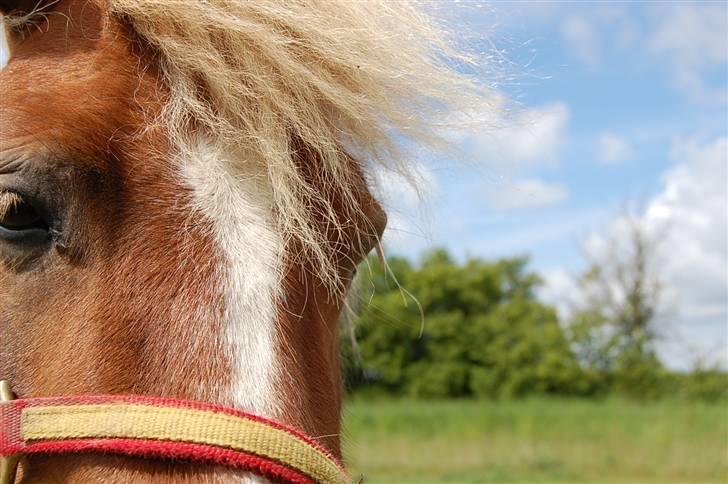 Shetlænder Batman Junior billede 20