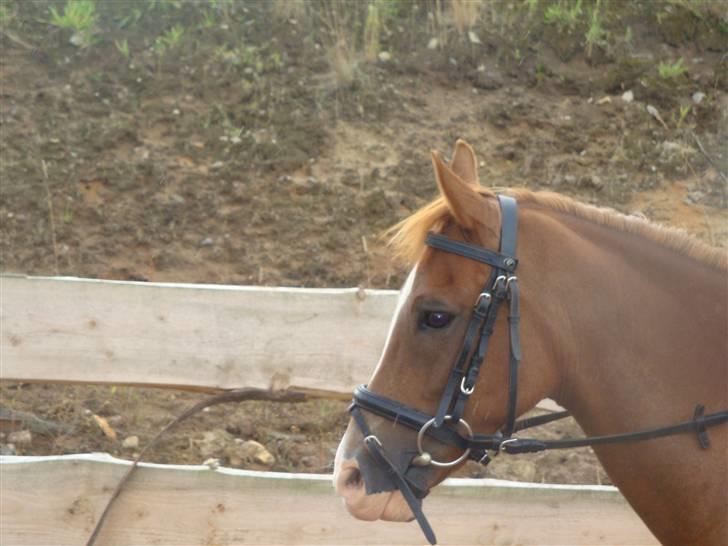 Welsh Pony (sec B) ~Breakaway Baron~ - I sommers 2009 xD billede 1