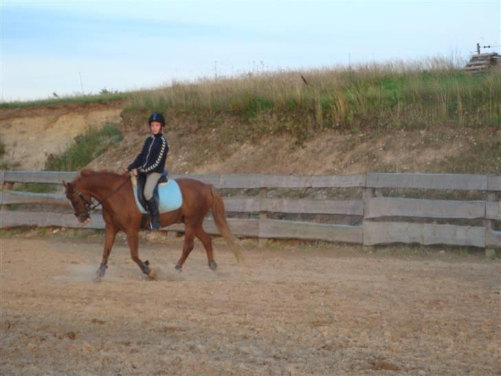 Welsh Pony (sec B) ~Breakaway Baron~ - Lige lidt Dressur på Bassen xD billede 3