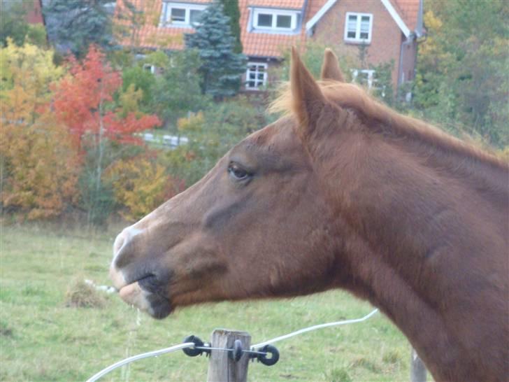 Welsh Pony (sec B) ~Breakaway Baron~ - Kalder på sine venner?:D billede 5