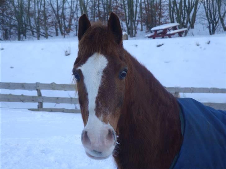 Welsh Pony (sec B) ~Breakaway Baron~ - Smukke? <3 billede 6