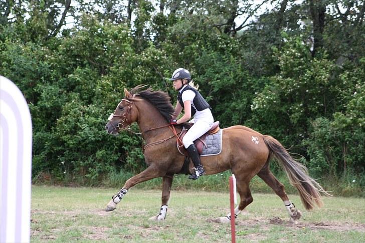Welsh Cob (sec D) Fronerthig Red Hot Chili - Luna efter sit første stævne hvor hun red med 0 fejl og fik en flot 2´plads billede 3