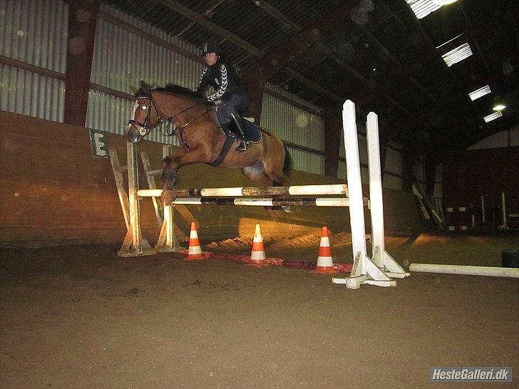 Anden særlig race Olympia R.I.P - jeg springer på ollie hehe super sjovt elsker at springe på hende<3Foto:Ida billede 10