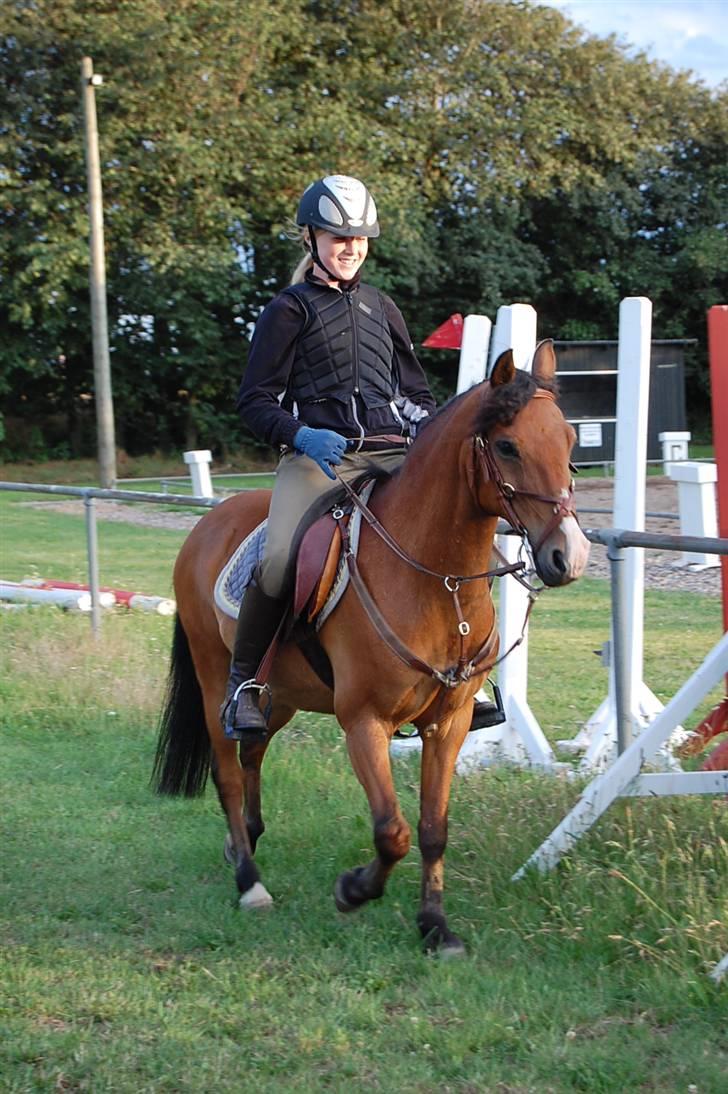 Anden særlig race Don Pedro billede 1