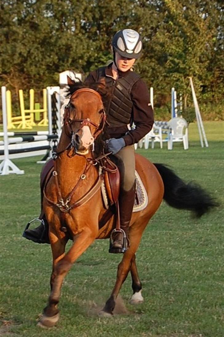 Anden særlig race Don Pedro billede 2