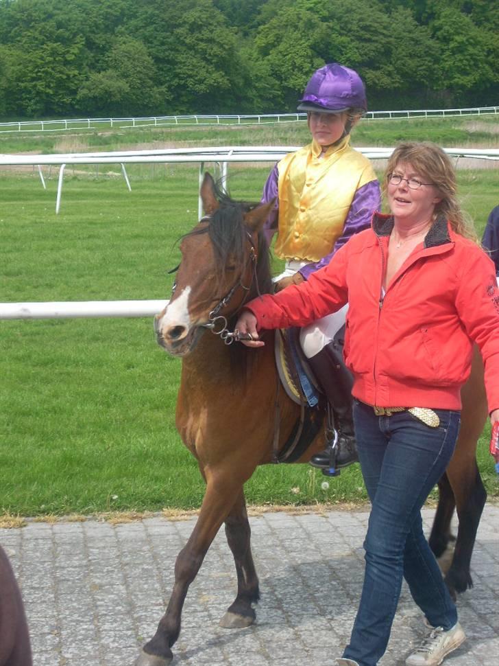 Anden særlig race Don Pedro billede 4