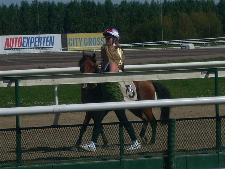 Anden særlig race Don Pedro billede 5