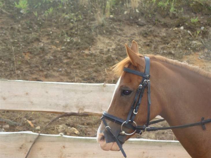 {{currentPhoto.altText}} billede {{currentPhoto.number}}