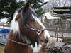 Irish Cob caramella