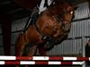 Dansk Varmblod Rønbjergs Zamir [Tidl. hest]